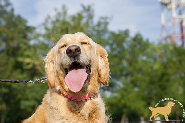 Golden Retriever leather collar with duly riveted nickel plated fittings for daily walks