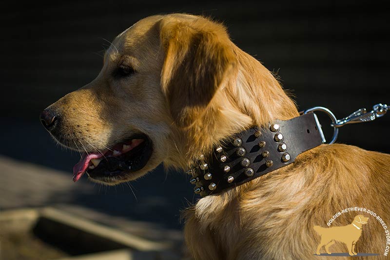 Spike Dog Leash - Gold Noir - Spotted By Humphrey