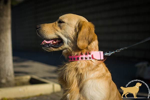 Golden-Retriever leather collar of classy design with riveted fittings   for daily activity