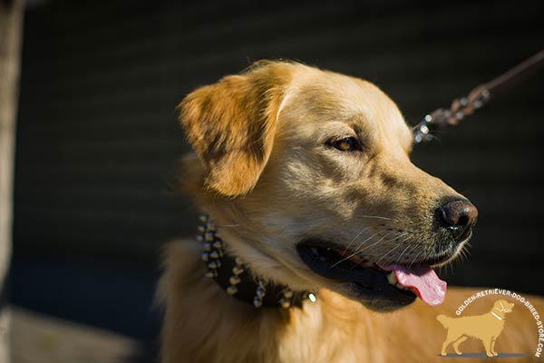 Golden-Retriever brown leather collar for snug fit with nickel plated fittings for any activity