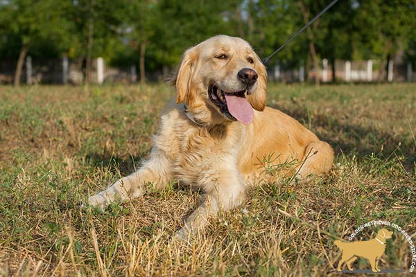 Golden Retriever white leather collar of genuine materials with handset adornment for safe walking