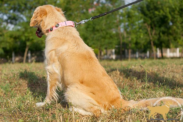 Golden Retriever leather collar of high quality with nickel plated hardware for improved control