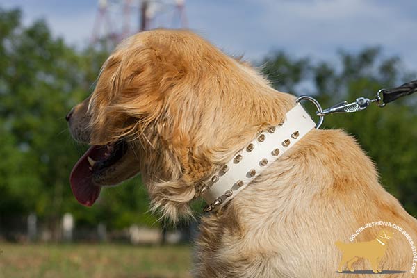 Golden Retriever leather collar of high quality with spikes for any activity