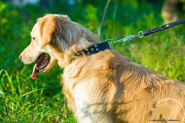 Golden-Retriever black leather collar of high quality with riveted studs for improved control
