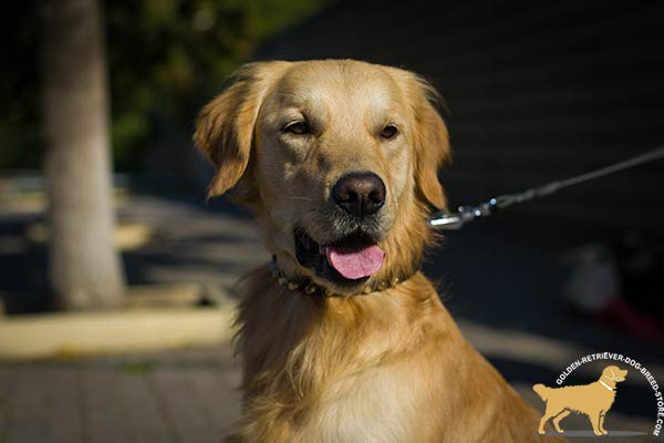 Golden-Retriever leather collar of genuine materials decorated with studs for walking