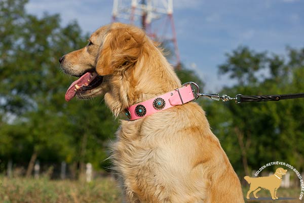 Golden Retriever leather collar snugly fitted with handset adornment for tracking