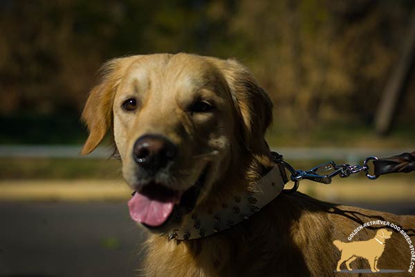 Golden Retriever white leather collar of high quality with handset adornment for walking