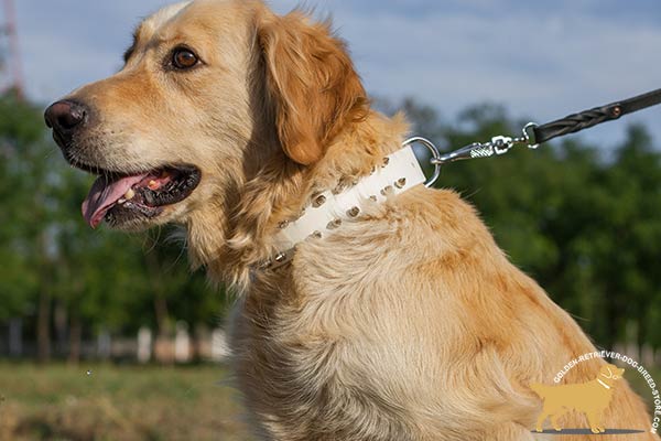 Golden Retriever leather collar with rust-resistant fittings for daily activity