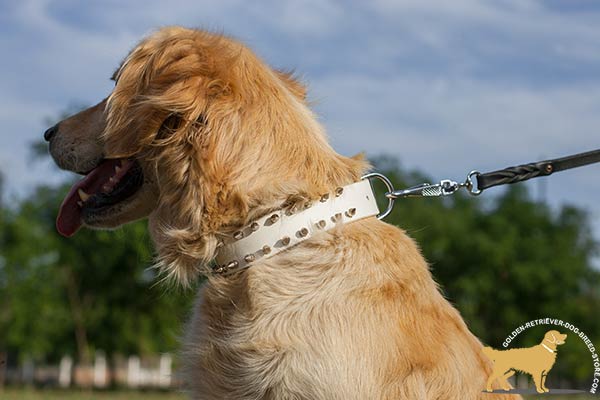 Golden Retriever leather collar with durable hardware for daily activity