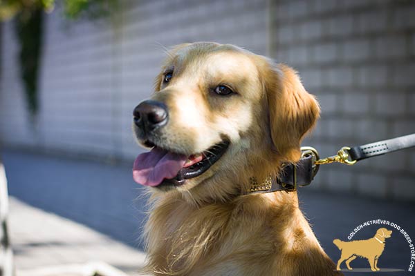 Golden-Retriever leather collar with vintage plates for basic training