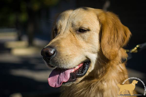 Golden Retriever leather collar of high quality with half-balls set in row for daily activity