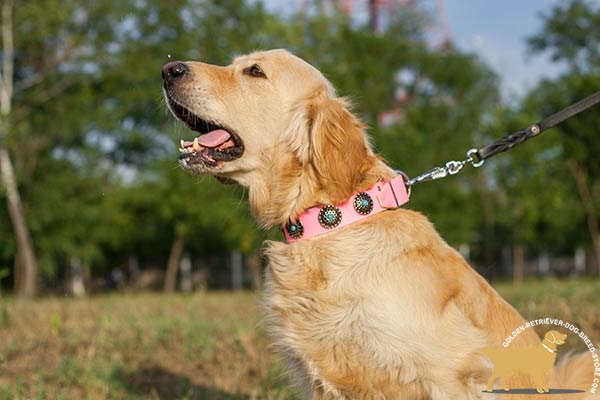 Golden Retriever leather collar adjustable  decorated with plates for walking in style