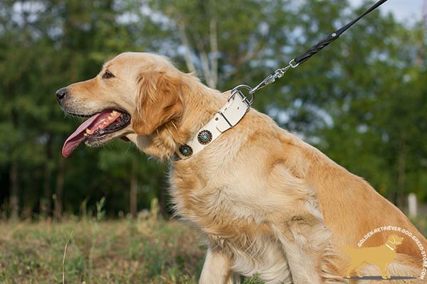 Gorgeous Golden Retriever Collar with Adjustable Buckle