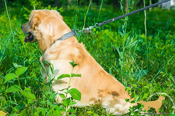 Leather Golden Retriever Collar for Comfortable Daily Use
