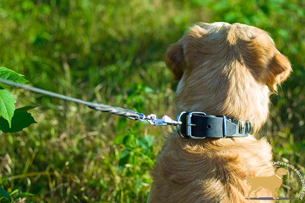 Leather Golden Retriever Collar with Rustless Hardware