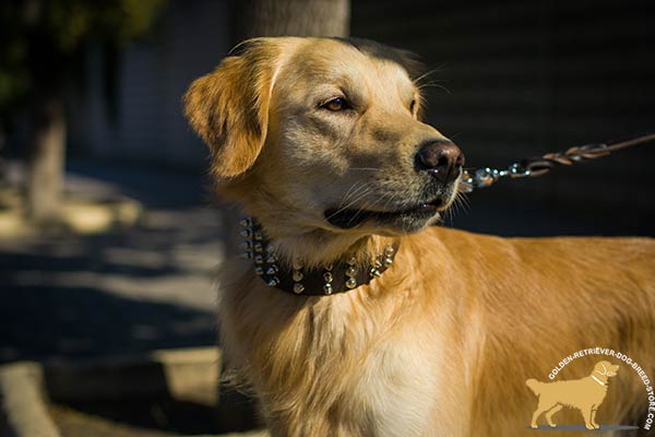 Wide Spiked and Studded Leather Dog Collar