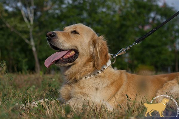 Convenient Golden Retriever Collar with Rust-free Hardware