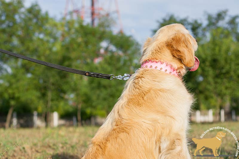 retriever brand dog collars