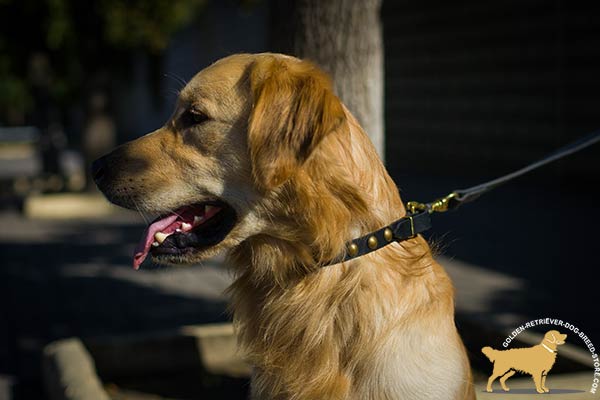 Narrow Leather Golden Retriever Collar with Brass Circles