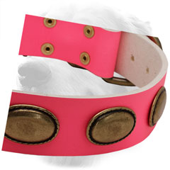 Oval Brass Plates on Golden Retriever Leather Collar Steel 