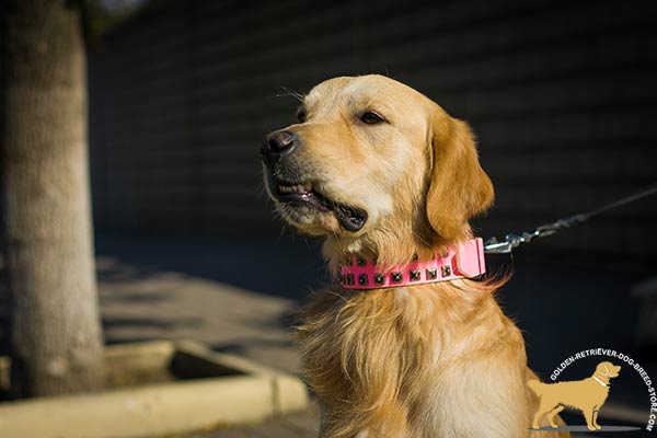 Pink Golden Retriever Collar with 2 Rows of Square Studs