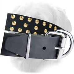 Solid Nickel Buckle on Golden Retriever Leather Collar