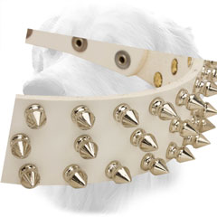 Nickel Spikes on Golden Retriever Leather Collar Steel 