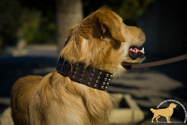 Super Wide Studded Leather Golden Retriever Collar