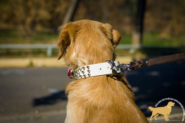 Walking Spiked Dog Collar with Nickel-plated Hardware