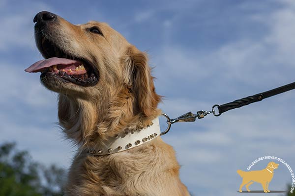 Dainty White Golden Retriever Collar with 2 Rows of Spikes
