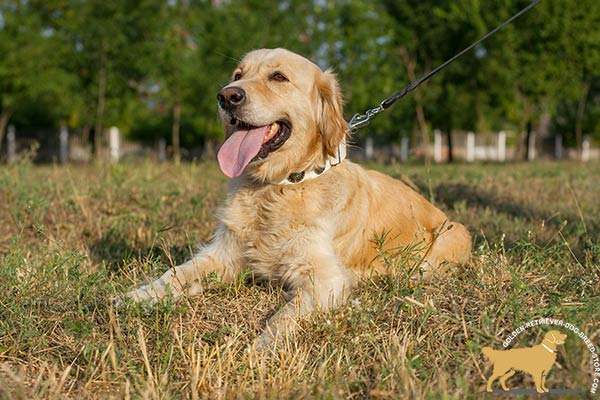 Best Design White Golden Retriever Collar
