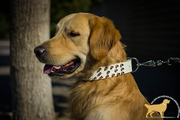 Amazing White Golden Retriever Collar with Symmetrical Spikes