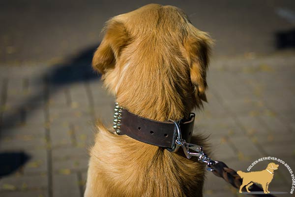Super Wide Golden Retriever Collar with Non-corrosive Hardware