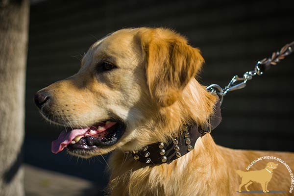 Spiked and Studded Wide Leather Golden Retriever Collar