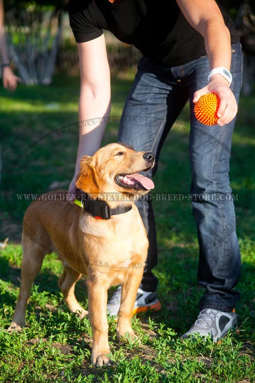 Golden Retriever Nylon Strong Collar