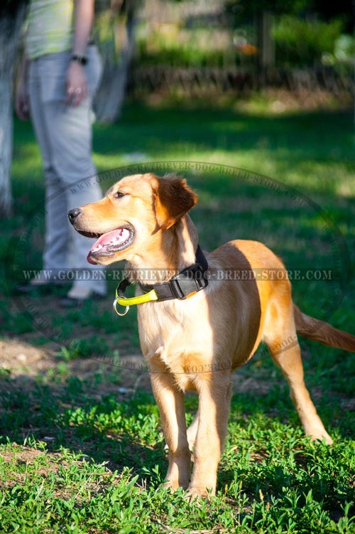 Golden Retriever Training Collar