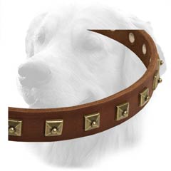 Golden Retriever Collar With Brass Studs