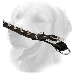 Golden Retriever Spiked Collar