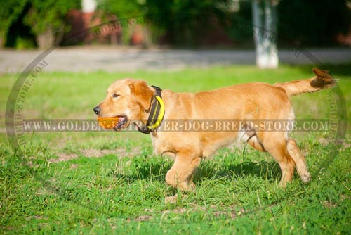 Golden Retriever Nylon Collar