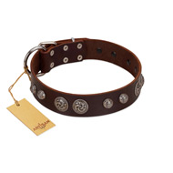 "Choco Brownie" FDT Artisan Brown Leather Golden Retriever Collar Adorned with Silver-Like Conchos