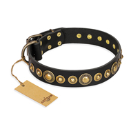 "Gold Mine" FDT Artisan Black Leather Golden Retriever Collar with Amazing Bronze-Plated Round Studs