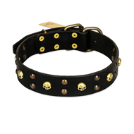 "Heavy Metal" Leather Golden Retriever Collar with Skulls and Studs 1 1/2 inch (40 mm)
