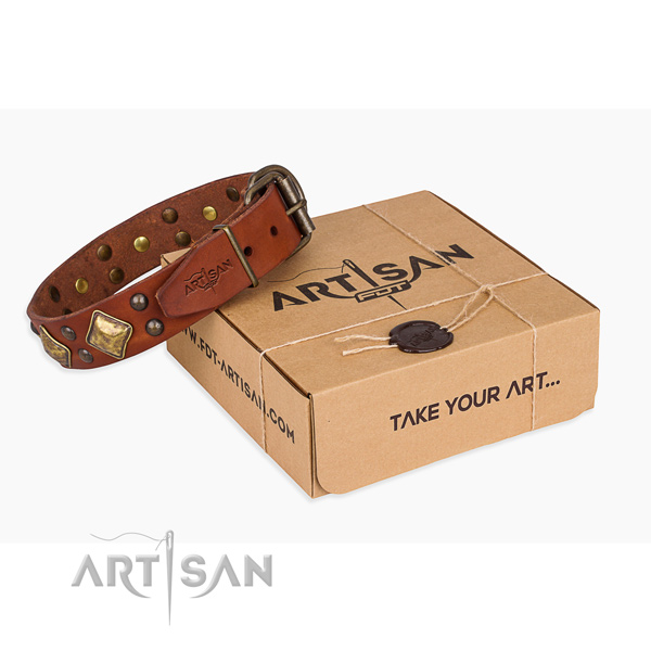 Everyday walking dog collar with Unusual corrosion resistant embellishments