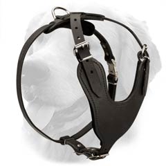 Stylish Dog Harness for Sporty Dogs