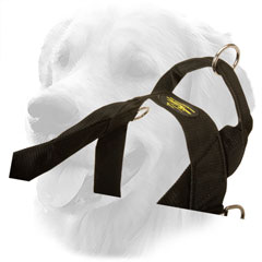 Control Handle on Golden Retriever Harness