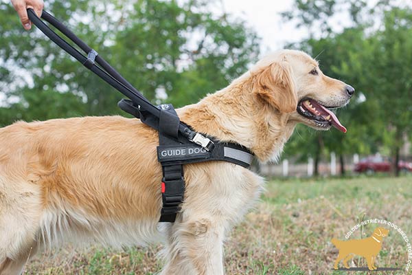 Ergonomic Design Golden Retriever Harness