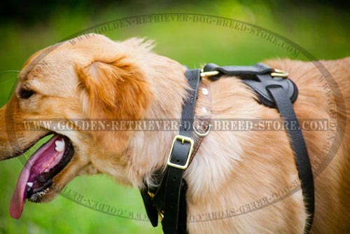Leather Harness for Stylish Dogs