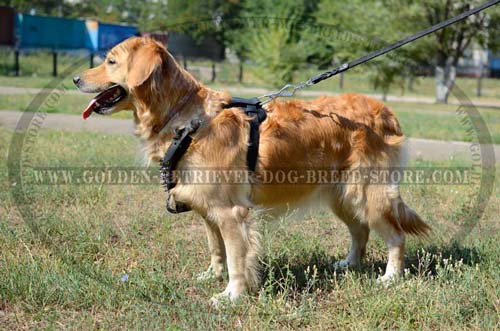 Comfortable Leather Harness for Training