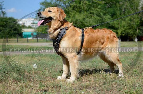 Leather Harness with Decorated Y-shaped Chest Plate