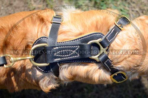 Stylish Leather Harness for Sporty Dogs